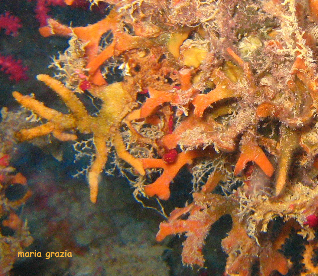Smittina cervicornis  e Turbicellepora avicularis
